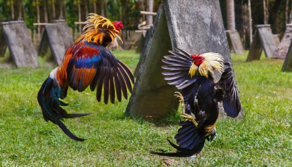 Chia Sẻ Cách Nhìn Gà Biết Lối Đá Cực Chuẩn Cùng Sv88