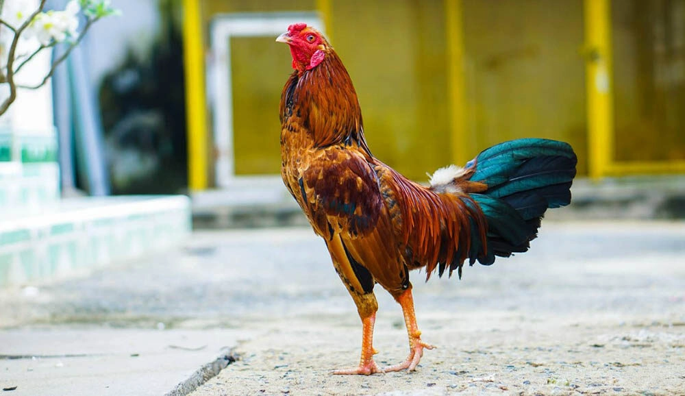 Dấu hiệu nhận biết gà đá tới pin