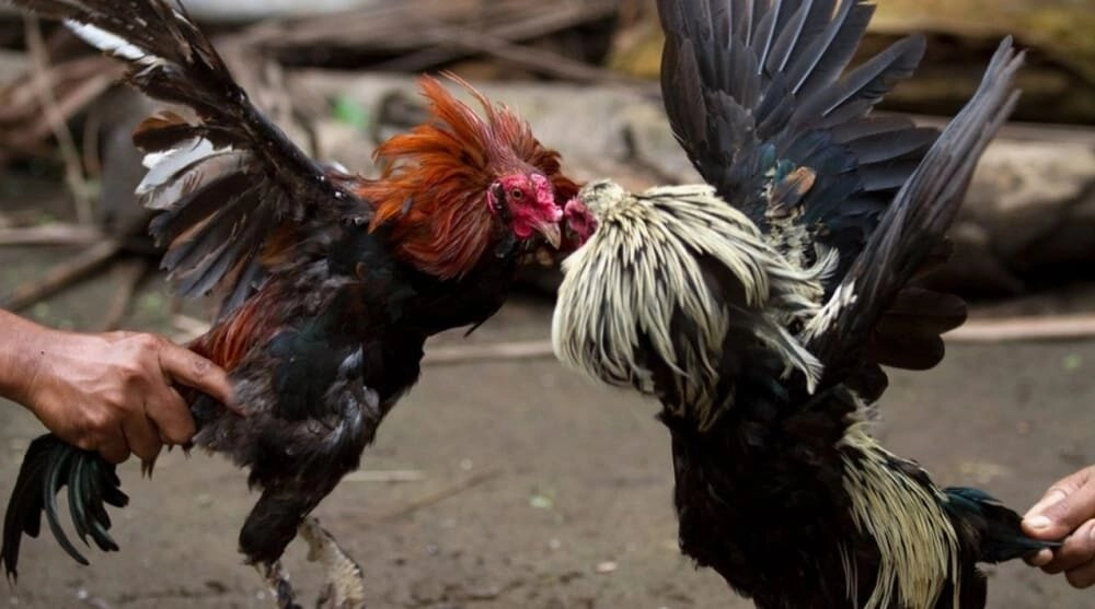 Hướng Dẫn Cách Nuôi Gà Đá Bo Lớn Một Cách Chi Tiết Sv88