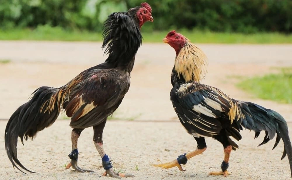 Lịch trình tập luyện một cách khoa học