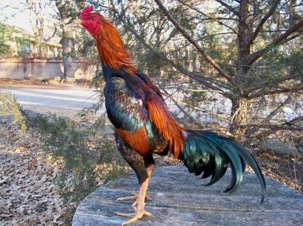 Nhận diện tướng gà lùi đá, quăng tát, đá mé